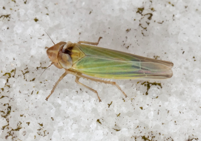 Dikraneura sp Cicadellidae