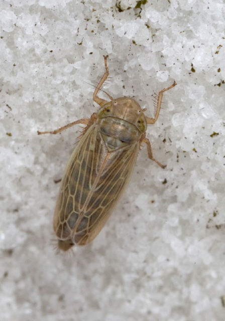 Psammotettix lividellus Cicadellidae