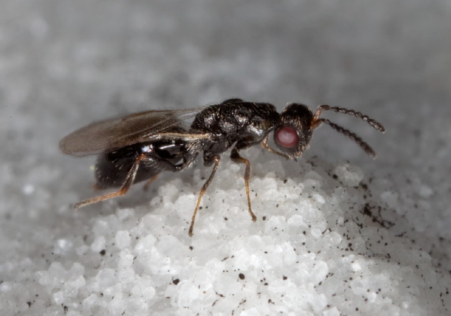   Eurytomidae