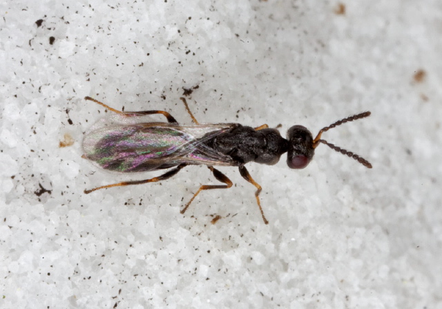   Eurytomidae