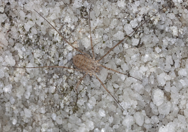   Phalangiidae