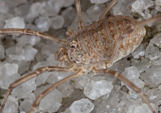   Phalangiidae