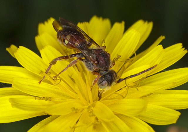 Nomada denticulata Apidae