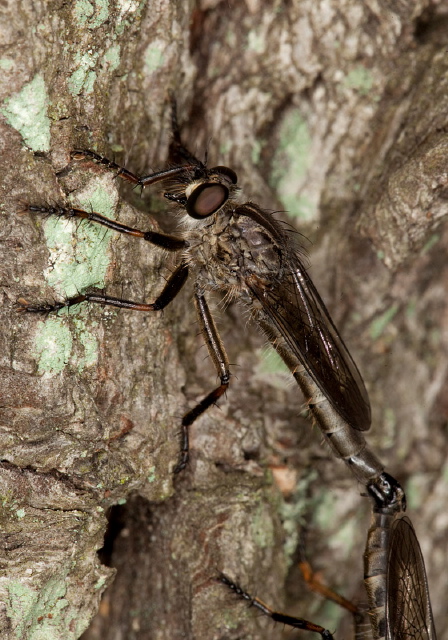 Machimus notatus Asilidae