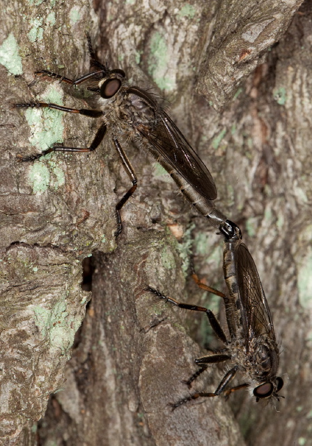 Machimus notatus Asilidae