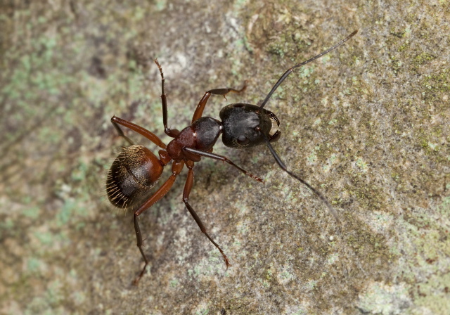 Camponotus chromaiodes Formicidae