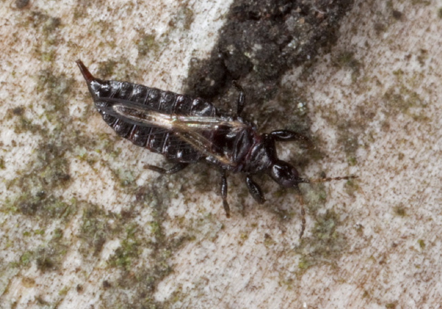   Phlaeothripidae