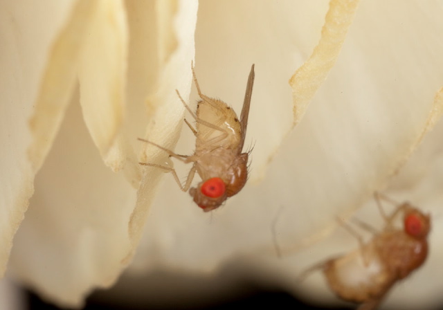 Drosophila sp. Drosophilidae