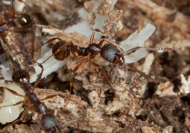 Aphaenogaster rudis? Formicidae
