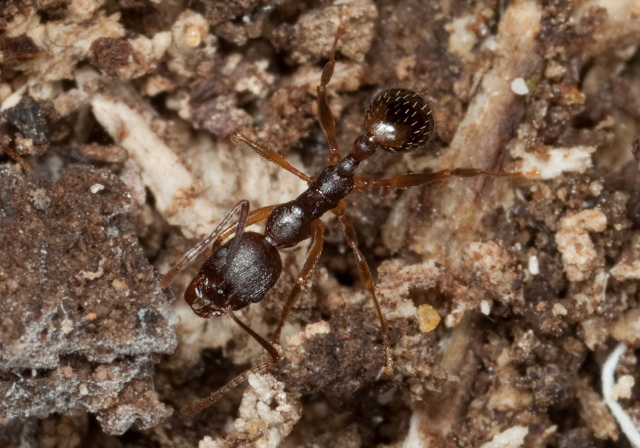 Aphaenogaster rudis? Formicidae
