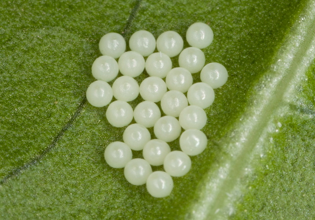   Erebidae