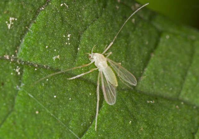   Chironomidae