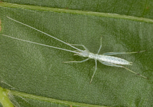 Oecanthus niveus Gryllidae