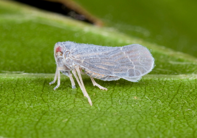 Cedusa sp. Derbidae