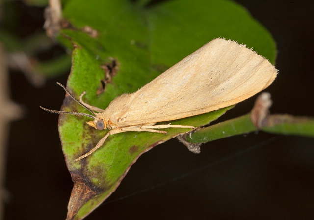 Virbia sp.? Erebidae