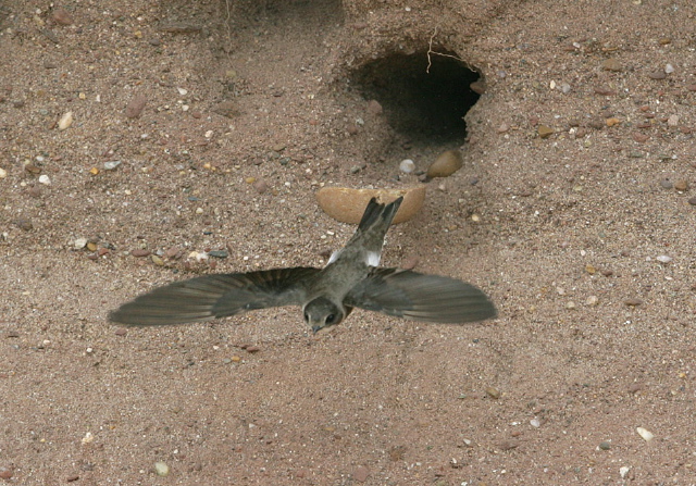 Riparia riparia Hirundinidae