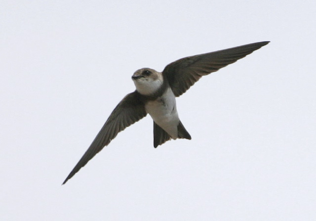 Riparia riparia Hirundinidae