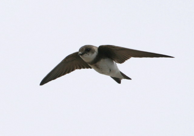 Riparia riparia Hirundinidae