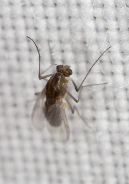  Chironomidae