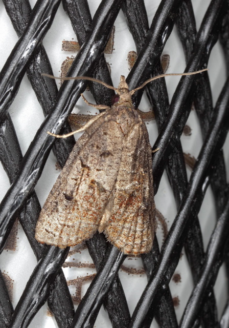 Platynota idaeusalis? Tortricidae
