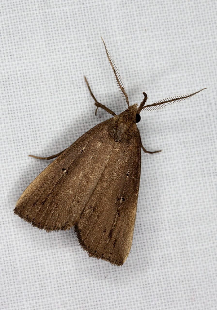 Macrochilo orciferalis Erebidae