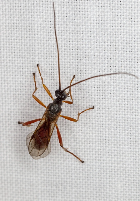   Braconidae