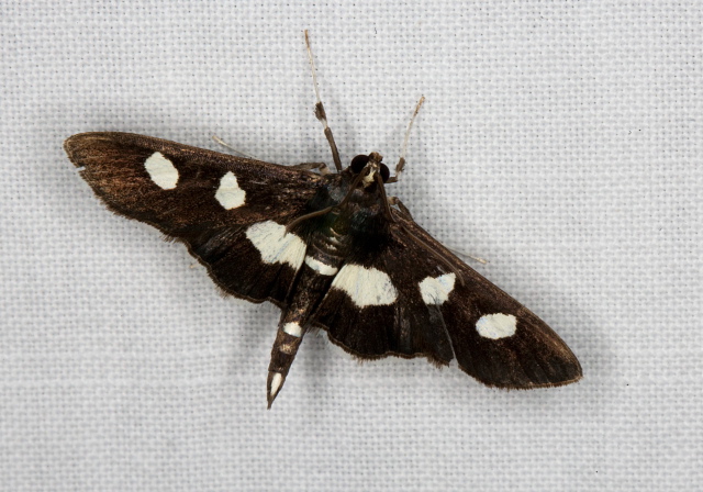 Desmia funeralis Crambidae