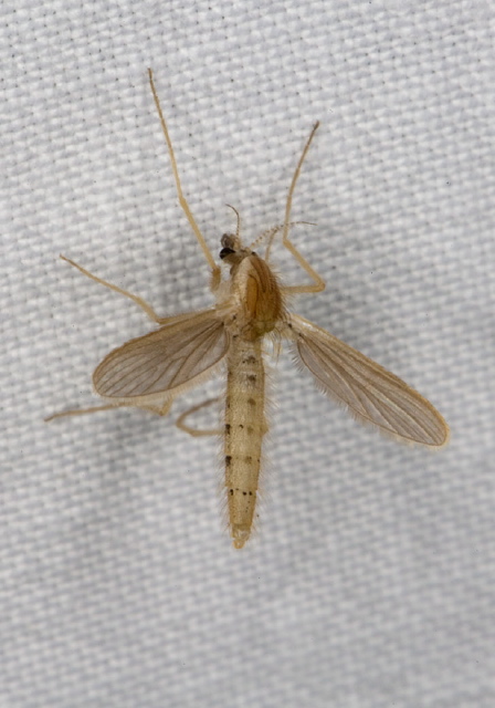 Chaoborus flavicans Chaoboridae