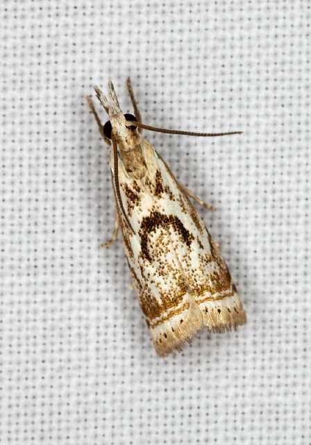 Microcrambus elegans Crambidae