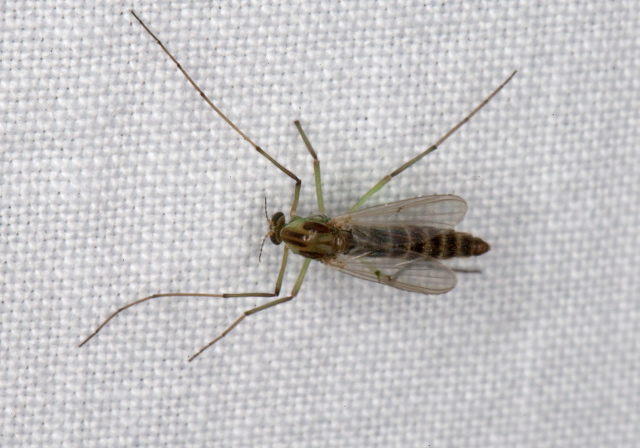 Chironomus ochreatus? Chironomidae