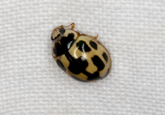 Propylea quatuordecimpunctata Coccinellidae