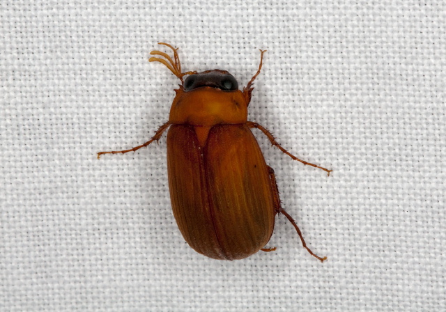 Nipponoserica peregrina Scarabaeidae