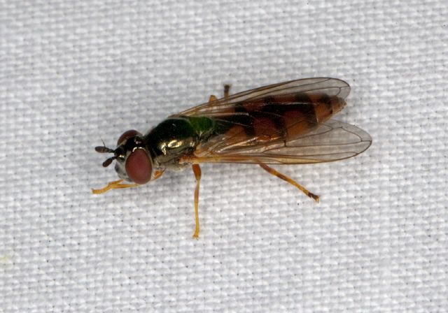 Platycheirus sp. Syrphidae