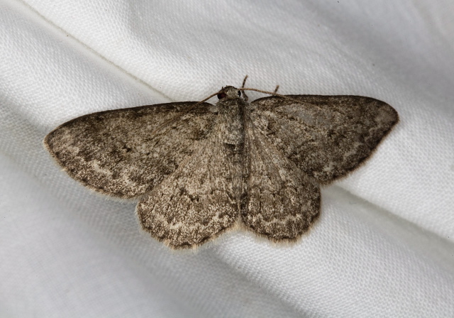 Ectropis crepuscularia? Geometridae