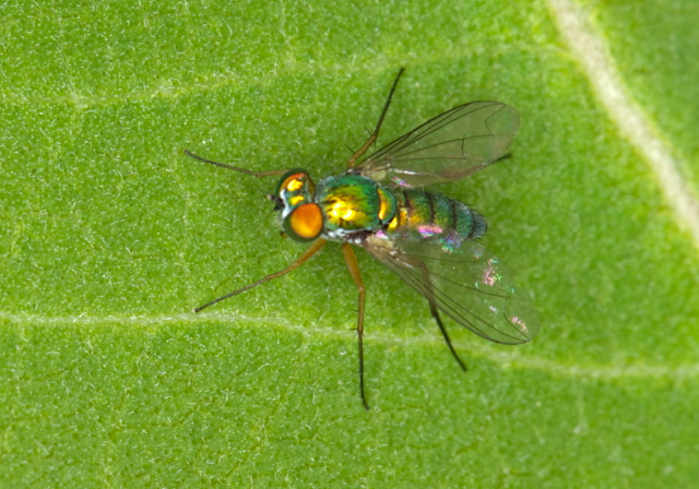 Condylostylus caudatus group Dolichopodidae