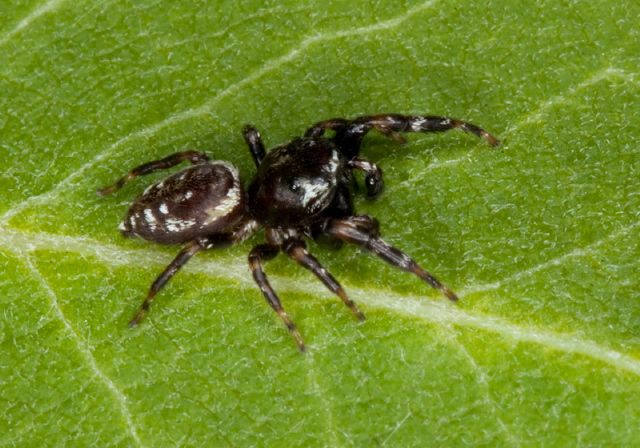 Paraphidippus aurantius Salticidae