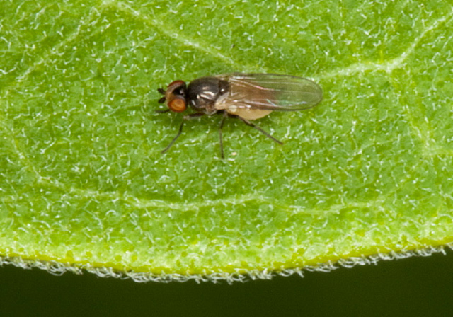   Chloropidae