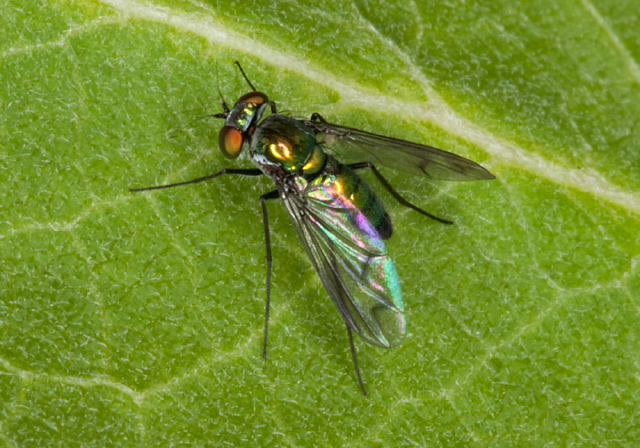 Condylostylus patibulatus Dolichopodidae