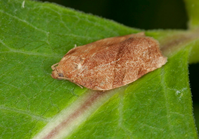 Choristoneura rosaceana Tortricidae