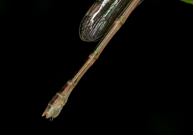 Lestes rectangularis? Lestidae