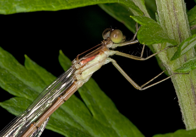 Lestes rectangularis? Lestidae