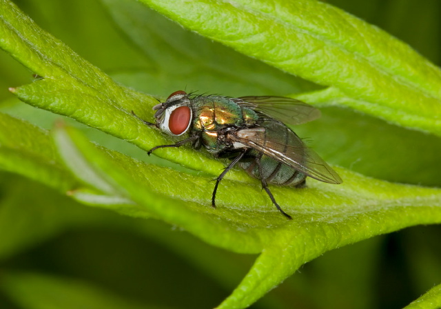 Lucilia sp. Calliphoridae