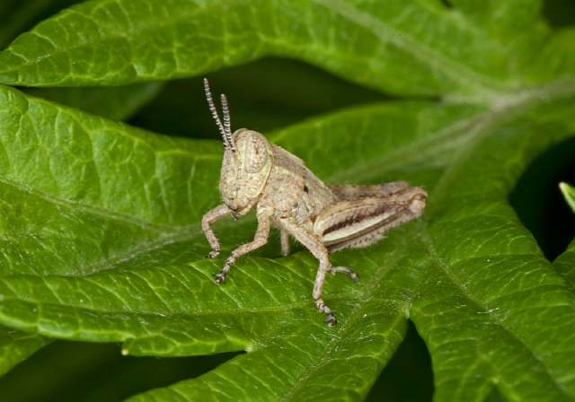 Melanoplus bivittatus Acrididae