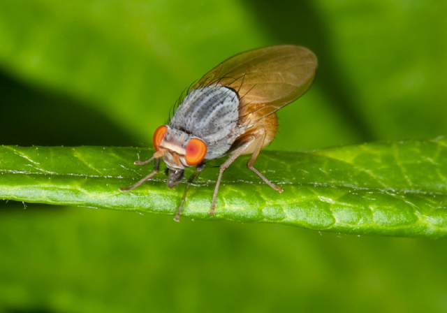 Minettia lupulina? Lauxaniidae