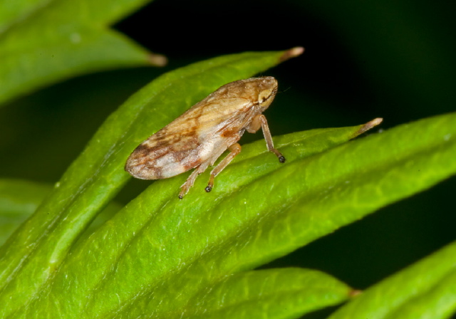 Philaenus spumarius Cercopidae