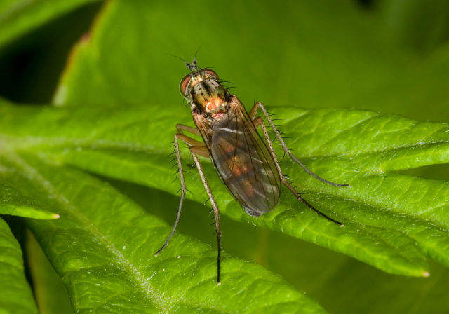 Dolichopus sp? Dolichopodidae