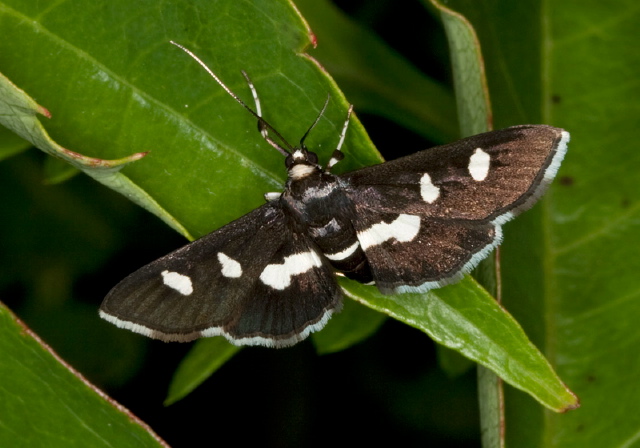 Desmia funeralis Crambidae