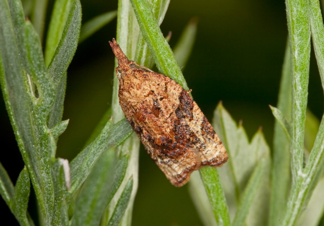 Platynota flavedana Tortricidae