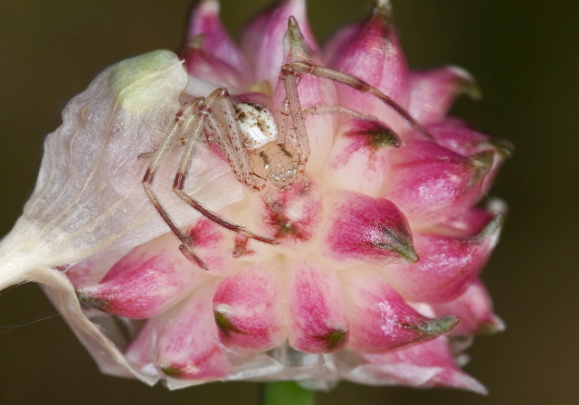 Mecaphesa celer Thomisidae