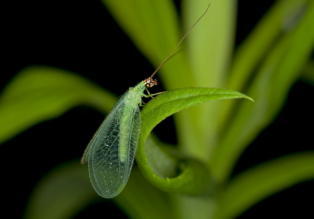 Chrysopa oculata Chrysopidae